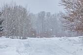 USA, Idaho, Bellevue, Waldstraße bei Schneesturm im Winter