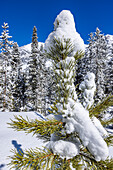 USA, Idaho, Sun Valley, Close-up of pine tree covered with snow