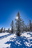 USA, Idaho, Sun Valley, Sun shining through fir tree covered with snow