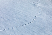 Animal footprints in snow 