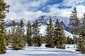 USA, Idaho, Ketchum, Tannenbäume in den Bergen im Winter