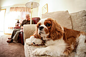 Cavalier King Charles Spaniel entspannt auf Sofa mit Besitzer im Hintergrund
