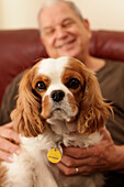 Süßer Cavalier King Charles Spaniel sitzt auf dem Schoß des Besitzers und schaut in die Kamera