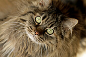 Portrait einer Maine Coon Katze mit grünen Augen