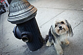 Kleiner Hund sitzt auf dem Bürgersteig neben einem Hydranten