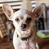 Portrait eines Chihuahua-Hundes, der in die Kamera schaut