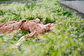 Porträt einer Frau im Gras liegend