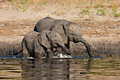 Afrikanische Elefanten (Loxodonta africana), Chobe-Nationalpark, Botsuana, Afrika