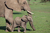 African elephant (Loxodonta africana) with calf, Mashatu Game Reserve, Botswana, Africa