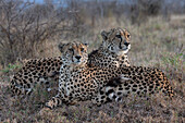 Geparden (Acinonyx jubatus) Brüder. Zimanga privates Wildreservat, KwaZulu-Natal, Südafrika, Afrika