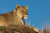 Löwe (Panthera leo), Bergzebra-Nationalpark, Südafrika, Afrika