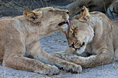 Löwen (Panthera leo) bei der Fellpflege, Chobe National Park, Botswana, Afrika