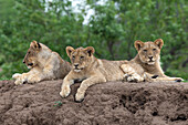 Löwenjunge (Panthera leo), Mashatu Wildreservat, Botswana, Afrika