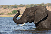 Afrikanischer Elefant (Loxodonta africana), Chobe National Park, Botswana, Afrika