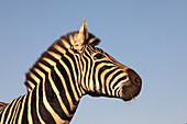 Steppenzebra (Equus quagga burchellii), Zimanga Wildreservat, KwaZulu-Natal, Südafrika, Afrika