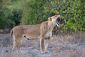 Löwin (Panthera leo), Chobe-Nationalpark, Botsuana, Afrika