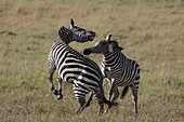 Plains zebra (Equus quagga boehmi) fighting, Masai Mara, Kenya, East Africa, Africa