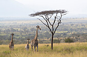 Giraffen (Giraffa camelopardalis), Zimanga Wildreservat, KwaZulu-Natal, Südafrika, Afrika