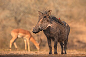 Warthog (Phacochoerus africanus), Zimanga Game Reserve, KwaZulu-Natal, South Africa, Africa
