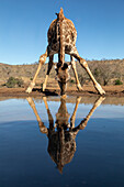 Giraffe (Giraffa camelopardalis) drinking, Zimanga Game Reserve, KwaZulu-Natal, South Africa, Africa