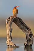 Malachite kingfisher (Corythornis cristatus), Zimanga Game Reserve, KwaZulu-Natal, South Africa, Africa