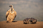 Whitebacked vulture (Gyps africanus) resting, Zimanga Game Reserve, KwaZulu-Natal, South Africa, Africa