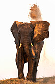 Afrikanischer Elefant (Loxodonta africana) beim Staubwischen, Chobe National Park, Botswana, Afrika