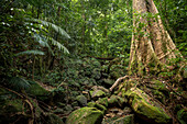 Rainforest, Santubong, Sarawak, Borneo, Malaysia, Southeast Asia, Asia