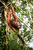 Orang-Utan im Semenggoh Wildlife Rehabilitation Center, Sarawak, Borneo, Malaysia, Südostasien, Asien