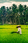 View of a Balinese wearing a typical conical hat working in the paddy fields, Sidemen, Kabupaten Karangasem, Bali, Indonesia, South East Asia, Asia