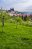 Prager Burg und Patriner Gärten im Frühling, Prag, Böhmen, Tschechische Republik (Tschechien), Europa