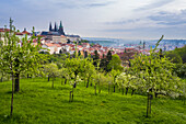 Prager Burg und Patriner Gärten im Frühling, Prag, Böhmen, Tschechische Republik (Tschechien), Europa