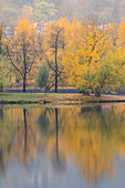 Spiegelungen von bunten Bäumen auf der Schützeninsel (Strelecky ostrov) auf der Moldau im Herbst, Prag, Tschechische Republik (Tschechien), Europa