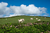 Weiße Kühe grasen auf einer grünen Wiese unter blauem Himmel mit weißen Wolken und Hortensienpflanzen im Vordergrund, Insel Flores, Azoren, Portugal, Atlantik, Europa