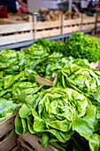 Fresh lettuces at a market