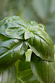 Basil Plant (Close up)