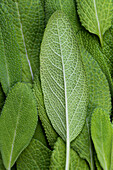 Sage Leaves (Close up)