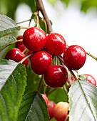 Sweet cherries on the branch