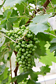 Weintraube (Vitis vinifera) 'Lady Downes' Jungpflanze
