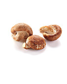 Shiitake, Lentinula edodes