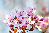 Blossom of ornamental plum