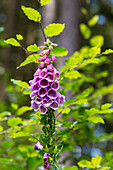 Foxglove (Digitalis), portrait