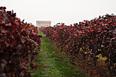 Autumn vines in Emilia-Romagna