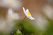 Buschwindröschen (Anemone nemorosa), Portrait