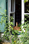 Tomato plants in the garden, view into the window
