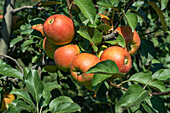 Ripe red apples in the fruit orchard ready to be harvested