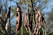 Gewöhnlicher Judasbaum (Cercis siliquastrum)