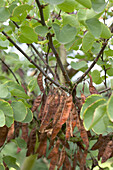 Gewöhnlicher Judasbaum (Cercis siliquastrum)