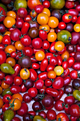 Different types of tomatoes