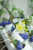 Egg shells filled with grape hyacinths (Muscari), daffodils (Narcissus) and primroses on a wooden tray